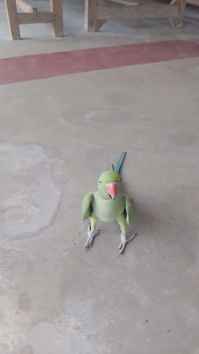 ##parrot sound#bolne wala parrot#suga#cuteparrots #hand