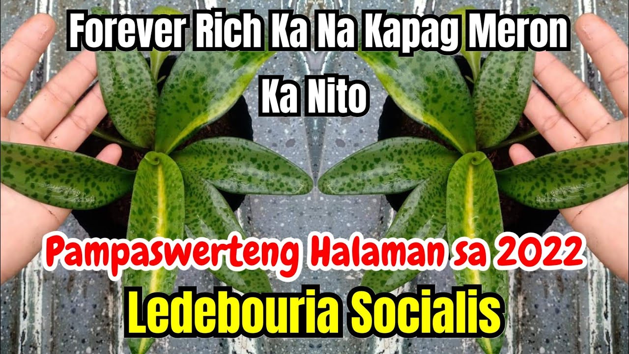 Ledebouria Socialis - Pampaswerteng Halaman sa 2022 | Forever Rich Ka Kapag Meron Ka Nito?