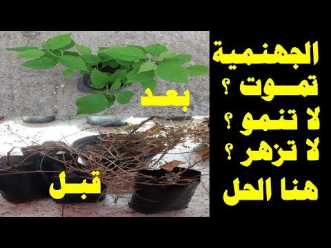 فيديو: فرانجيباني غير المزهرة - ماذا تفعل عندما لا يزهر فراجيباني