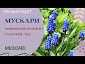 Мускари / Мышиный гиацинт / Гадючий лук / Muscari