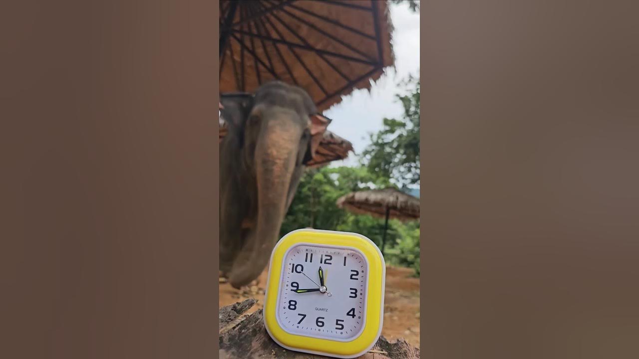 Ask A Guide Do Elephants Sleep Standing Up Or Laying Down? YouTube