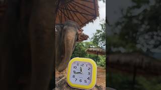 Ask A Guide | Do Elephants Sleep Standing Up Or Laying Down?