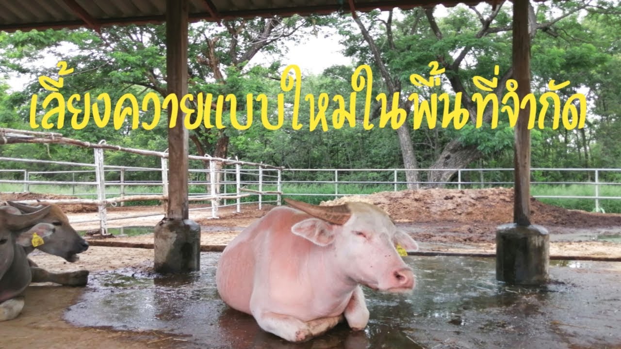 เลี้ยงควายแบบใหม่ในพื้นที่จำกัด,raising a buffalo