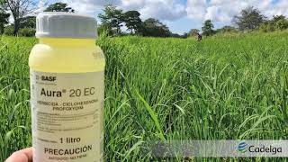 Aplicaciones de Aura en parcela de Arroz