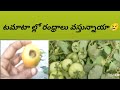 1 టమాటా ల్లో రంధ్రాలు ఎందుకు వస్తున్నాయి ?        కారణం &amp; నివారణ చిట్కాలు 