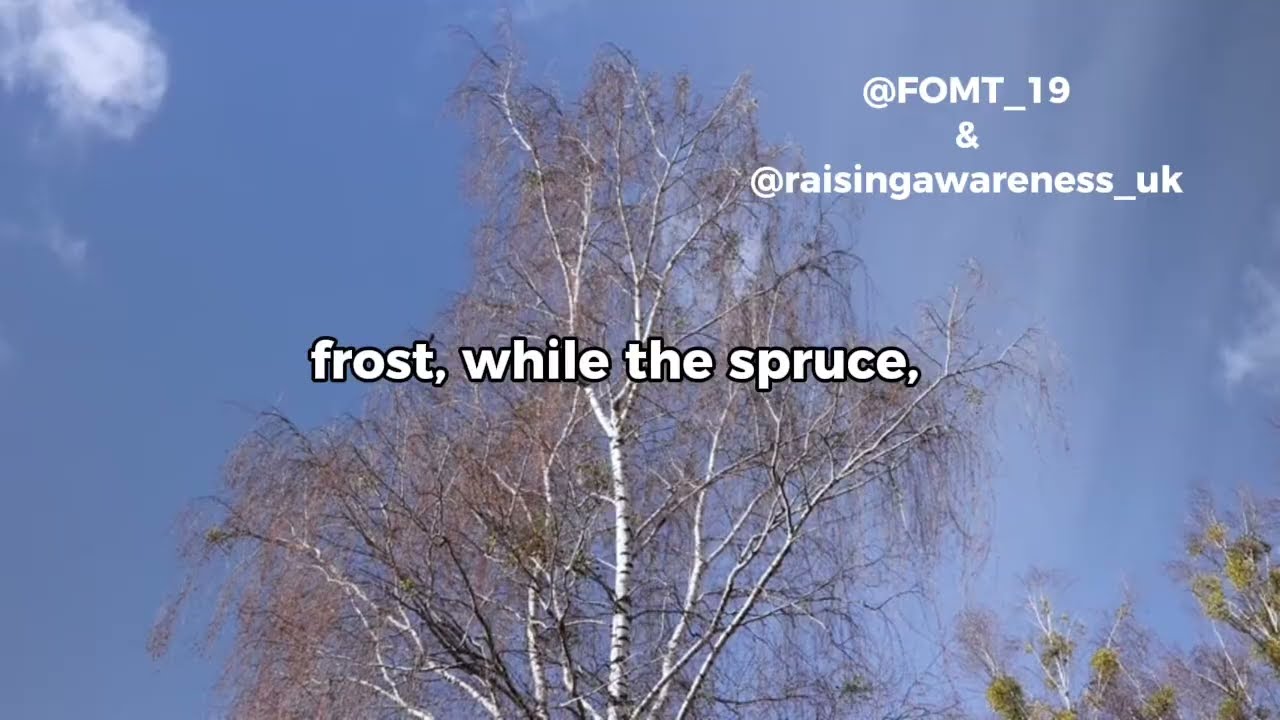 The Heart of the Evergreen: 