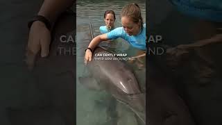 Caring For Newborn Baby Dolphins Project Newborn