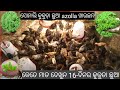 16days old chicks azello feeding desi poltry farminggolden farming odisha