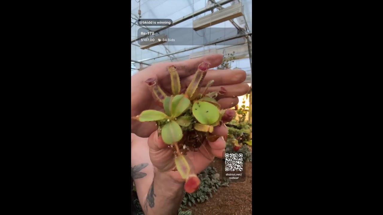 Nepenthes Auctions 3/1/26