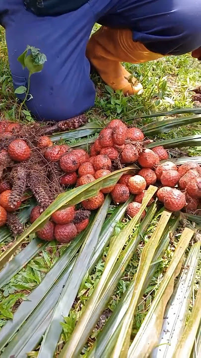 Asam kelubi, a rare fruit native to Indonesia #kelubi #asamkelubi