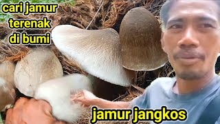 Download Lagu look for jangkos mushrooms after work MP3 Download Lagu look for jangkos mushrooms after work MP3