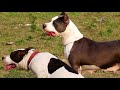 American Staffordshire terrier || AM STAFFS || Royal Staff Kennel  || Dog Kennel || Scoobers