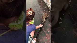 The Monkey Explains THAT Embarrassing Fall #monkey #podcastcomedy #funnyanimals #parkour  