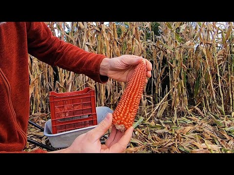 Vidéo: Récolte De Matières Naturelles