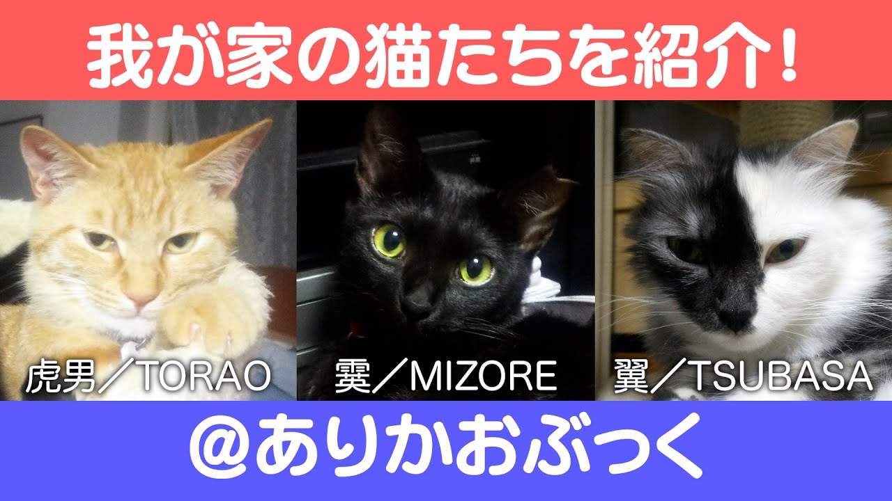 にゃんこ3きょうだい日記 43 Diary Of 3cats Apr 19 25 21 Youtube