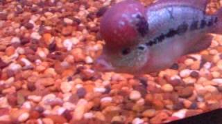 DSCF3570.AVI