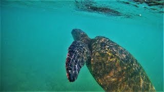 Swimming With a Sea Turtle / Poipu Kauai / 2.7K