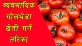 Tomato kheti in nepal | टमाटर खेती गर्ने तरिका | गोलभेडा