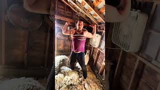 Shearing some wooly Rambouillet Sheep 🐑🐏 - Lusk, Wyoming USA 🇺🇸