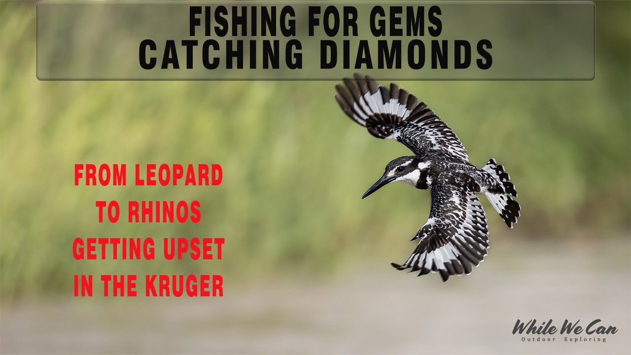 Rhino's Getting Upset - A one day Wildlife Spectacle in the Kruger National Park (4)