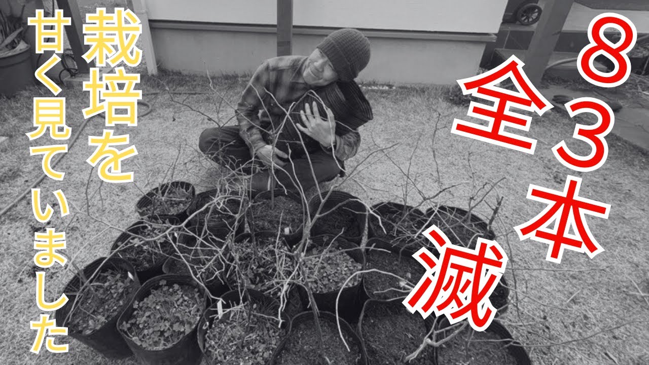 ブルーベリーの苗木を８３本枯らせてしまいました。原因については