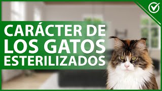  What Is The Character Of Neutered Cats  Temperament Changes 