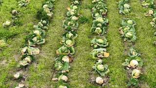 Yazik Lahar Tarlada Kalmiş