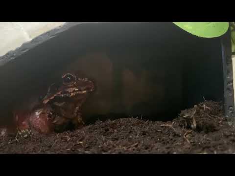 ナンベイウシガエルへ給餌 Youtube