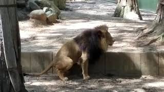 Lion Pooping Have To Watch