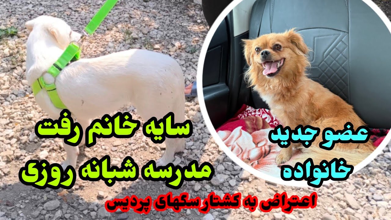 رفتن سایه به آموزشگاه و آمدن لوسی به زندگی ما#dogs #puppy #adopt 
