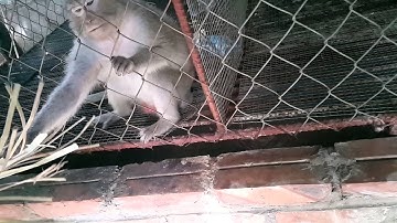 Vườn thú tại khu du lịch hồ núi cốc ở đại từ, Thái Nguyên.Ngày 08 tháng 09 năm 2015