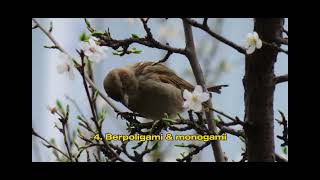 10 FAKTA MENARIK BURUNG PIPIT
