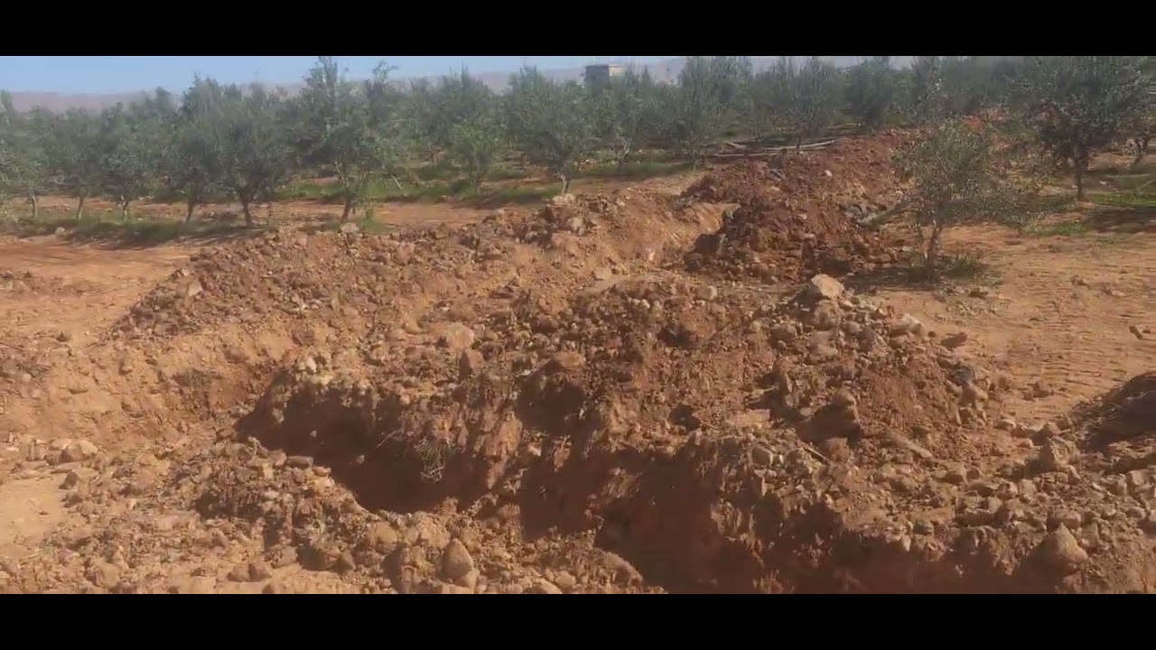 اش نعطي لشجرة الزيتون في شهر فيراير