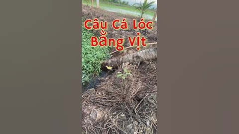 Vlog 1196 : Câu Cá Lóc Bằng Vịt #nghisuave #fishing #câucá #batcamientay #mientay #batca