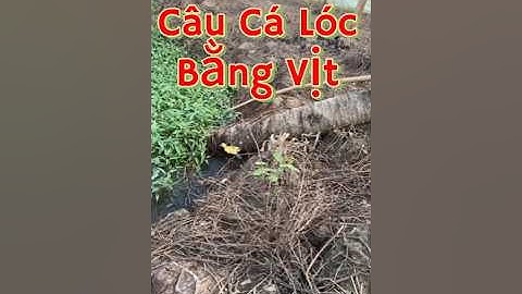 Vlog 1196 : Câu Cá Lóc Bằng Vịt #nghisuave #fishing #câucá #batcamientay #mientay #batca