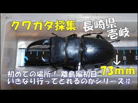 Stag beetle collection, Iki Island, Nagasaki Prefecture, 2019-6-30