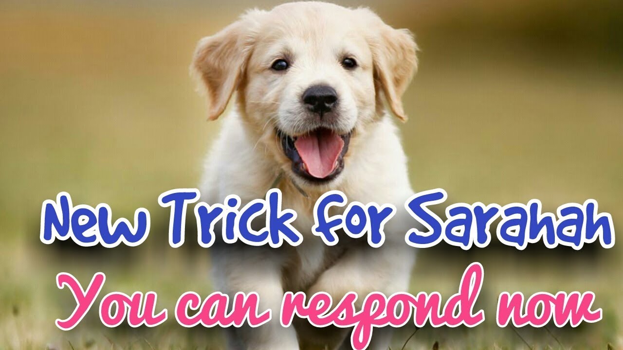 How To Reply In Sarahah How To Find The Person Who Is Messeging You 