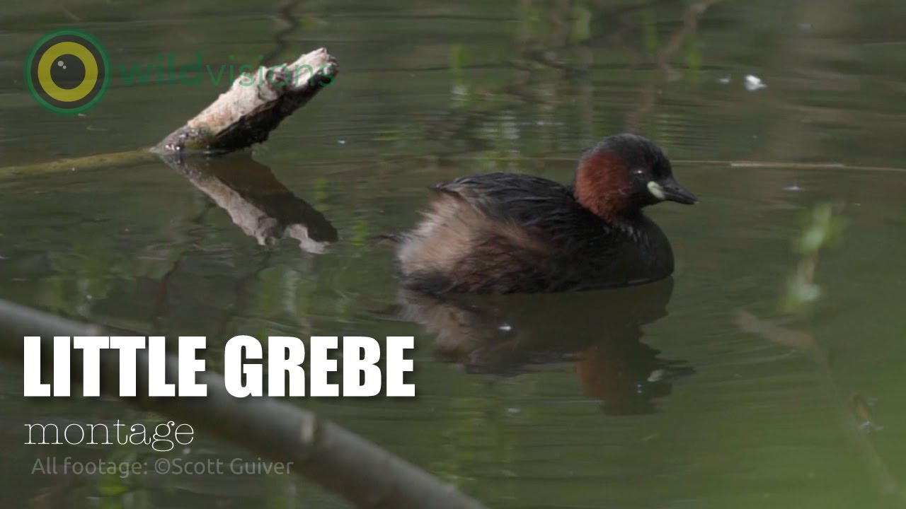 Little Grebe - Tachybaptus ruficollis - montage