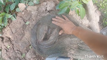 Trở lại nghề câu cá ngát vẫn lợi hại như xưa |Thanhkietcauca