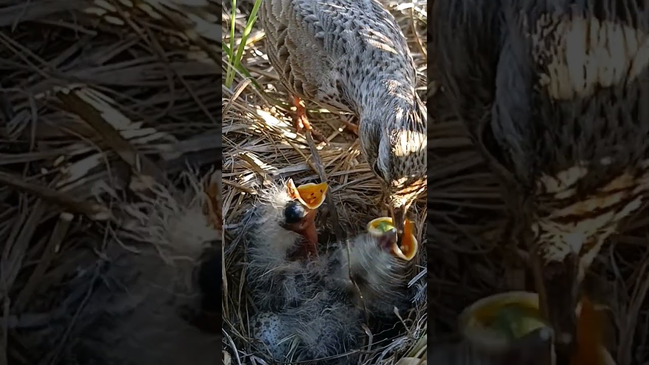 Inside a Skylark Nest 