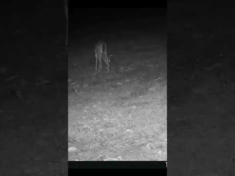 10 20 2025 Midnight Trail Cam Action at the Homestead  Nocturnal Deer  #naturerelaxing