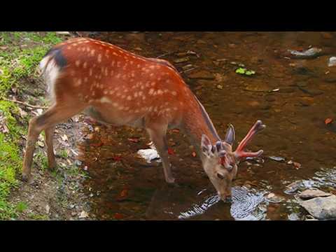 鹿のように 紫園香 フルート As the deer / Flutist kaori sion
