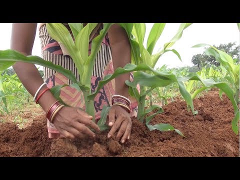 Maize Cultivation - Package of