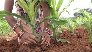 Maize Cultivation - Package of practice