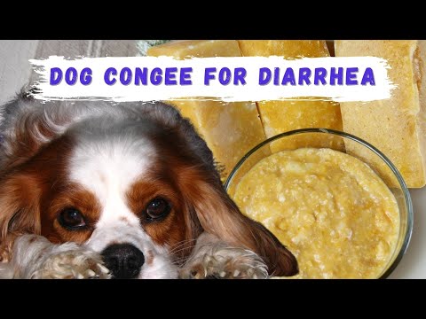 Quick Answer Is Rice Porridge Good For Dog Diarrhea Bikehike Quick Answer Is Rice Porridge Good For Dog Diarrhea Bikehike
