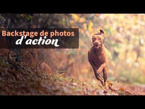 Vidéo: Comment Des Photos De Chien Maladro Ont Rapproché Ma Famille - Réseau Matador