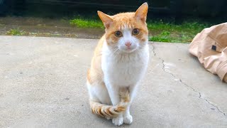 Обрезанный бродячий кот выпущен в сад: трогательный неожиданный исход на следующий день