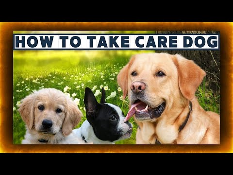Video: Hvordan trene hunden din til å gå på badet på kommando