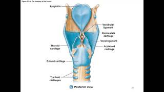 Chapter 23 Respiratory System screenshot 2