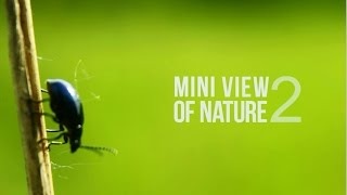 Macro With Canon 24-70Mm F4L